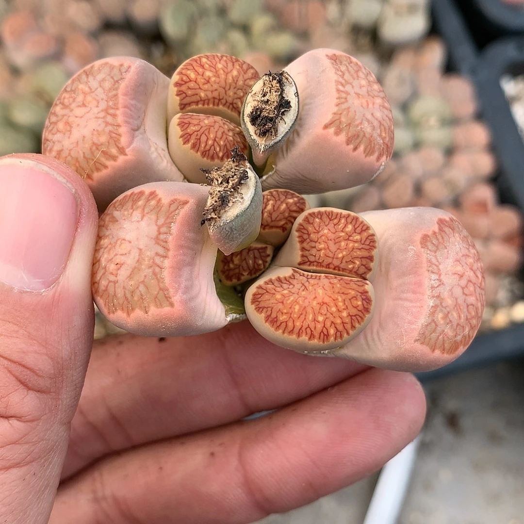 W713多肉植物保护