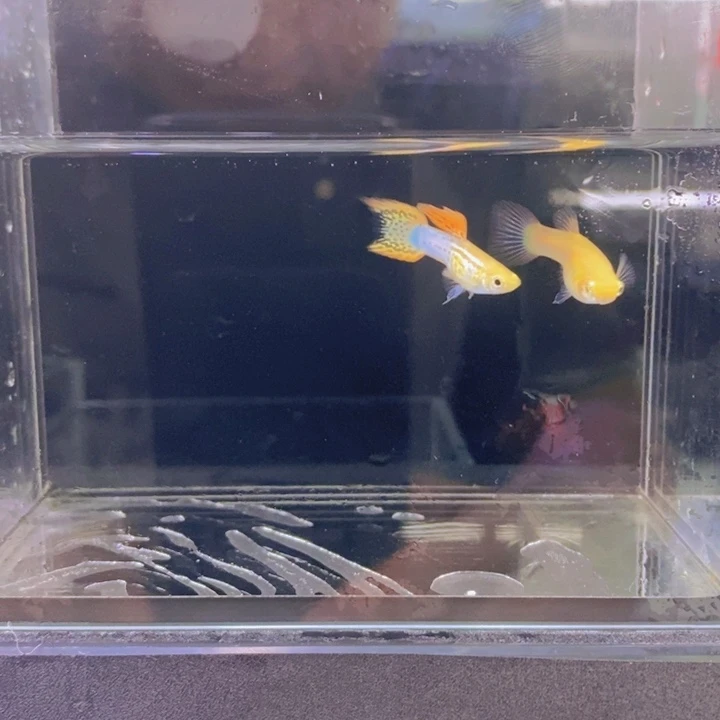 海水鱼孔雀鱼火焰亚成一对