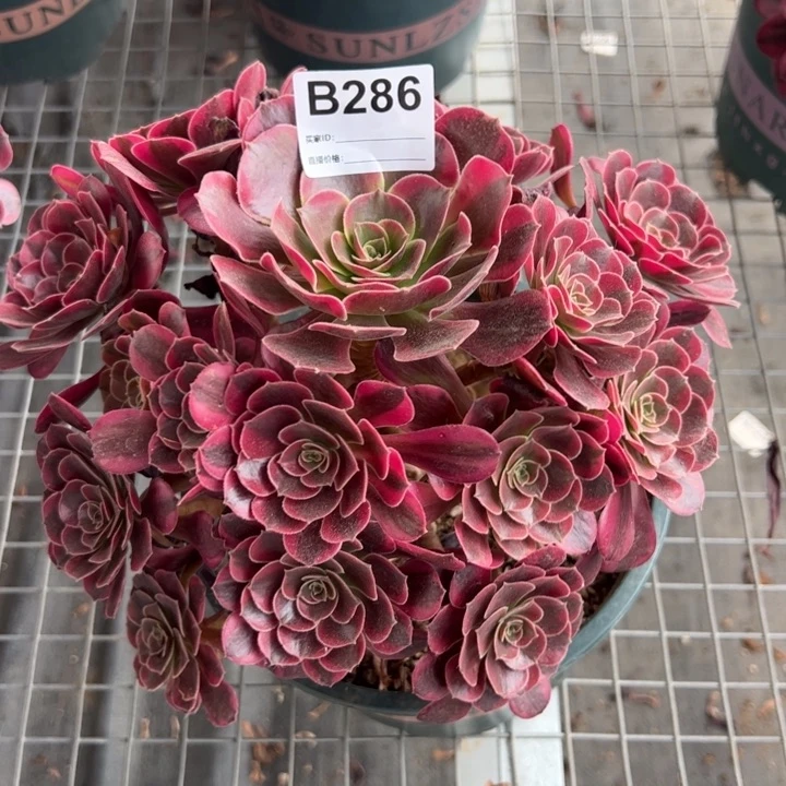 286凤冠23厘米左右半木