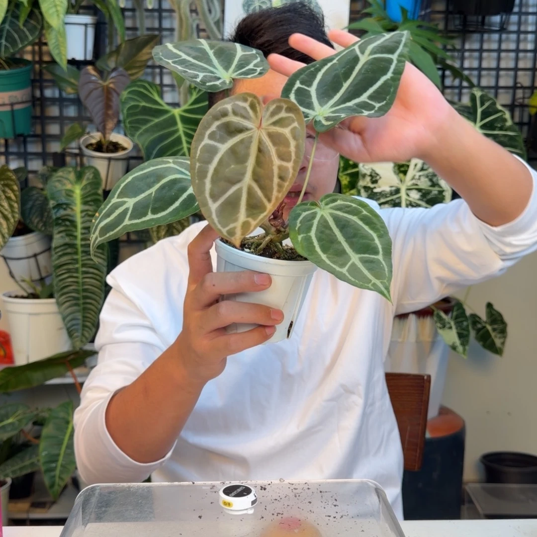 完全开放P138南美水晶杂粉脉撕裂纹