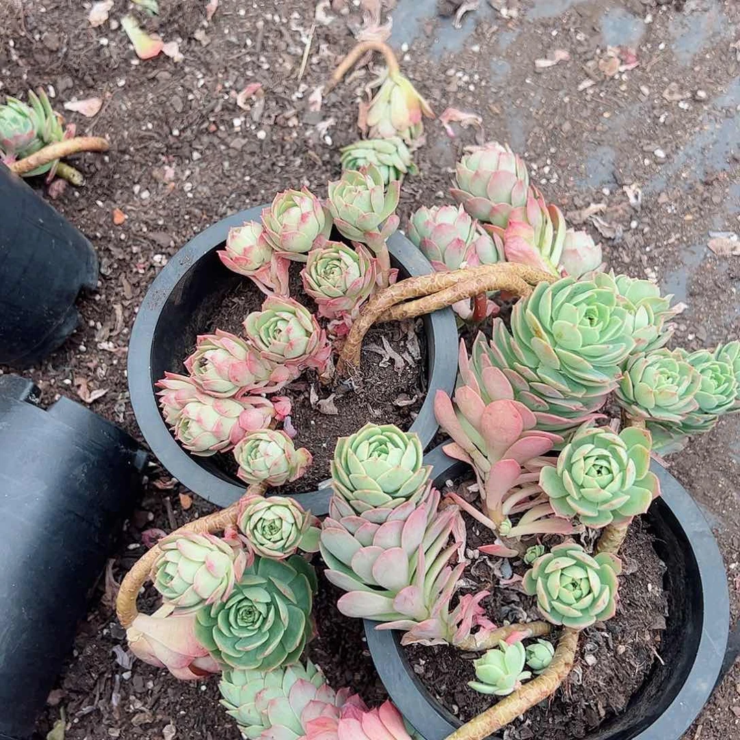 绿蔷薇飘枝老桩两盆