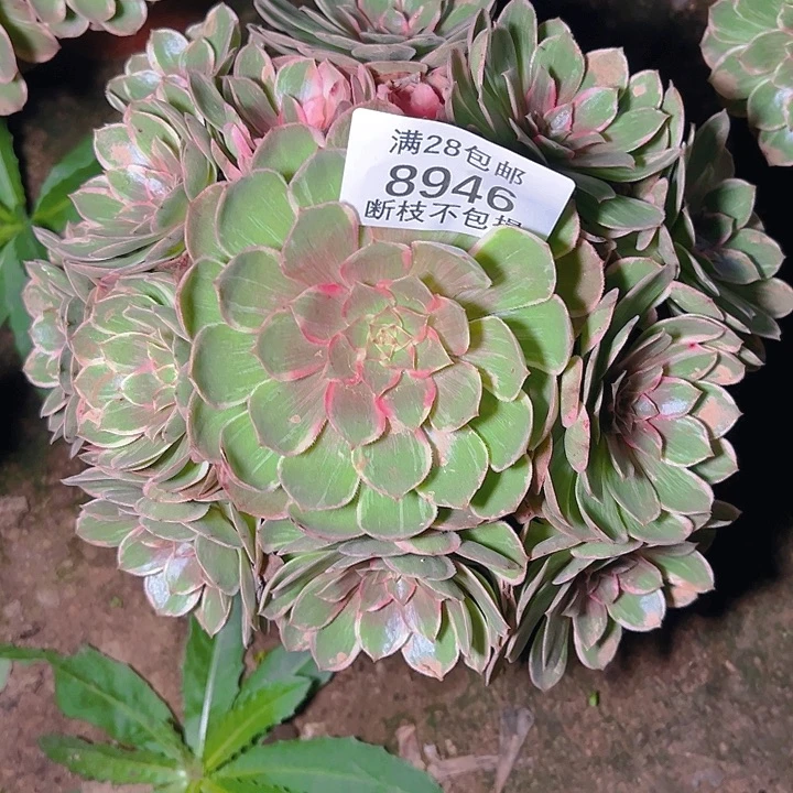 8946莲花座多肉植物