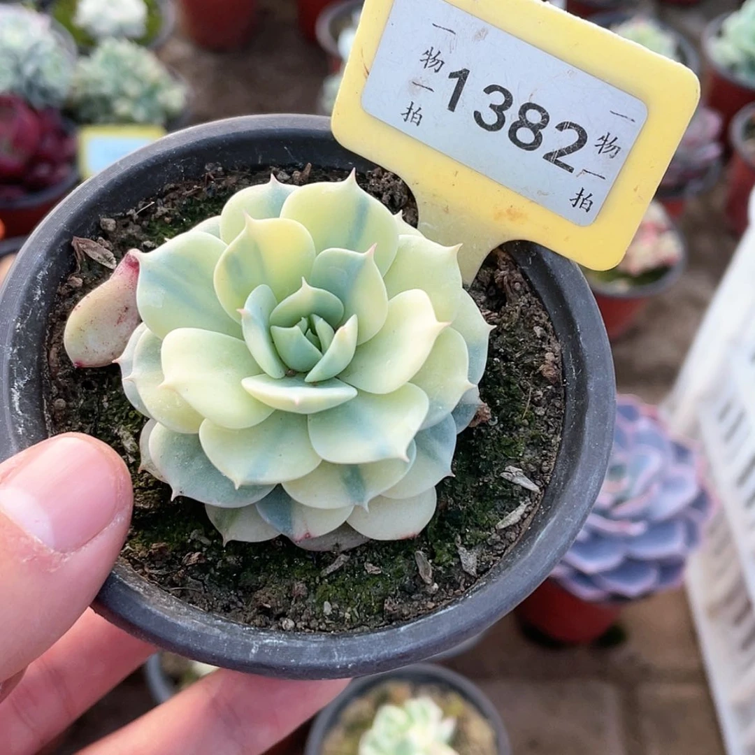 【闪购商品】1382号