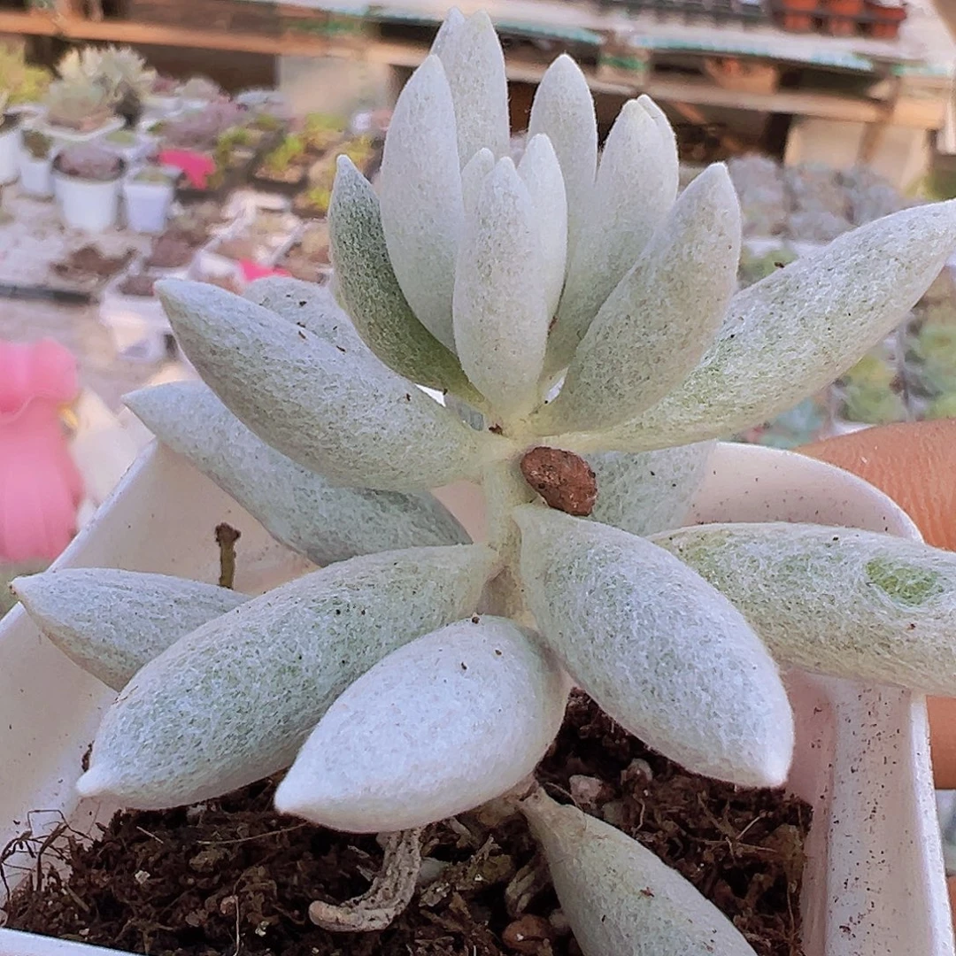 银月脱土发货19包邮