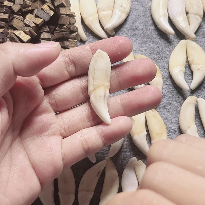 非金属无原生老黑牙一颗