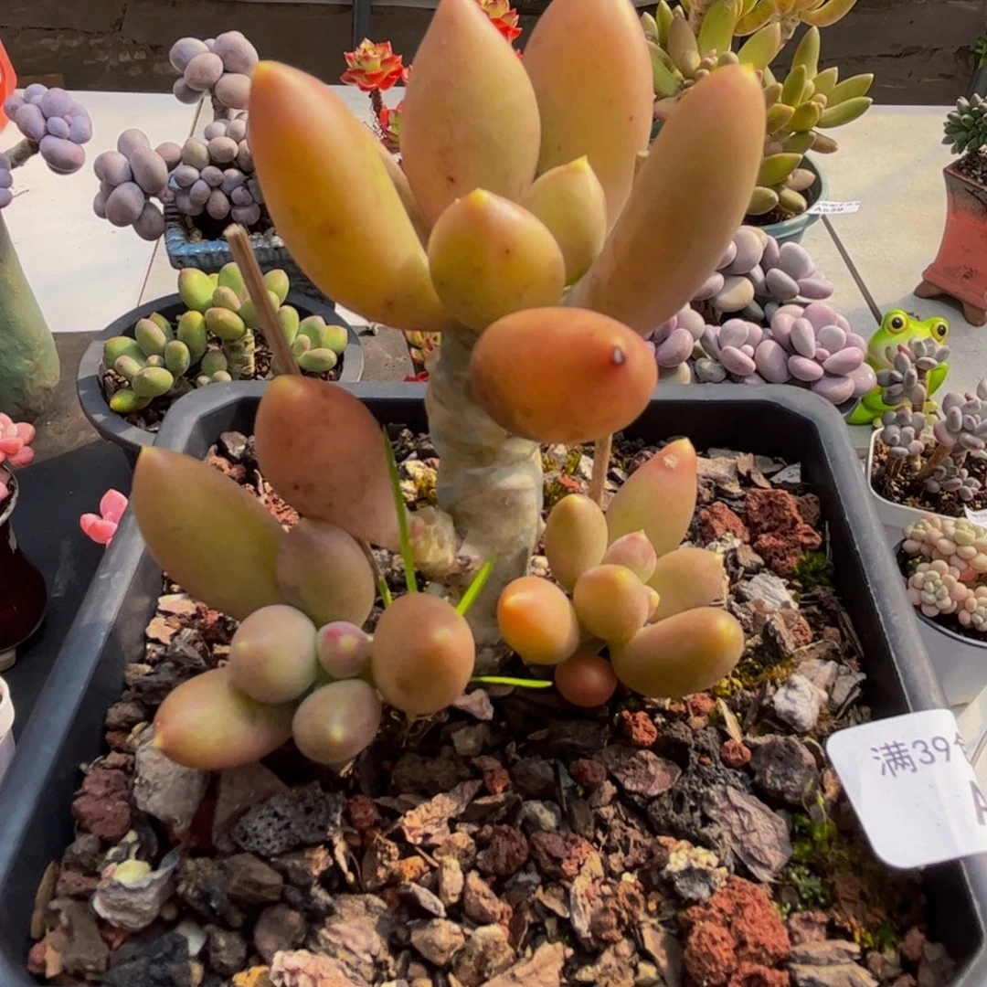 542/6cm芒果奶老桩多肉