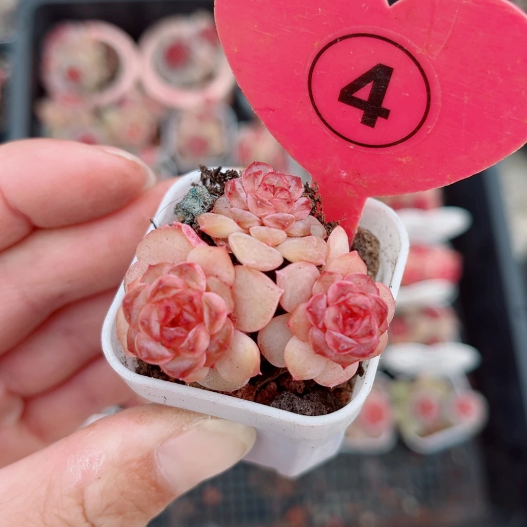 4号小老桩琉璃群3头