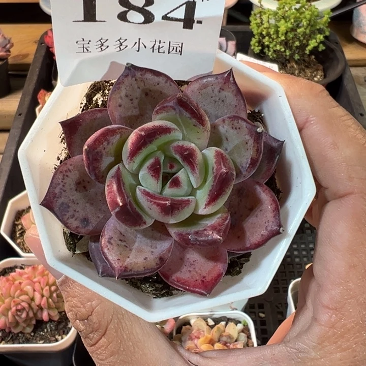 比翼鸟一物一拍多肉满20元包邮