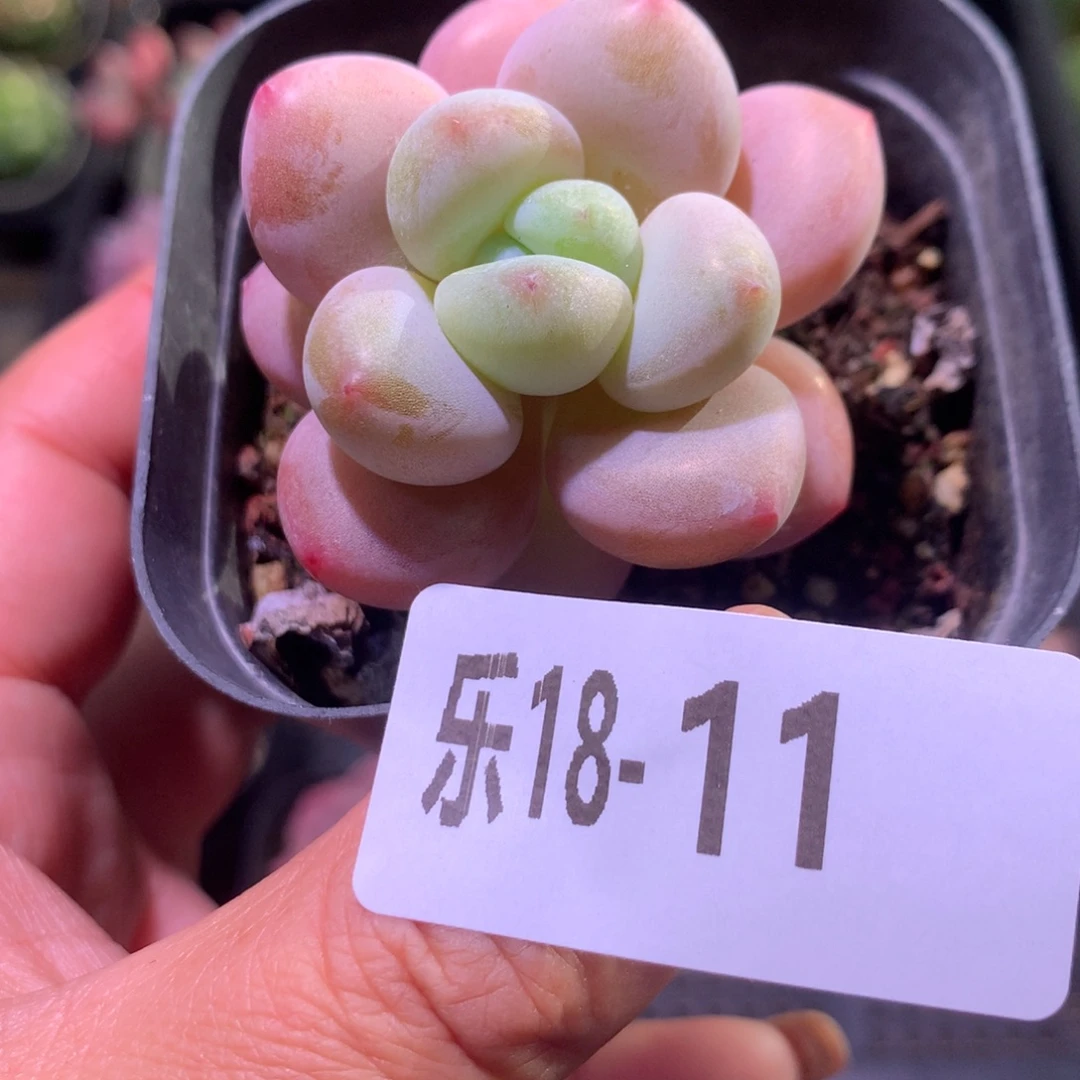 乐然18-11 洛神 单头