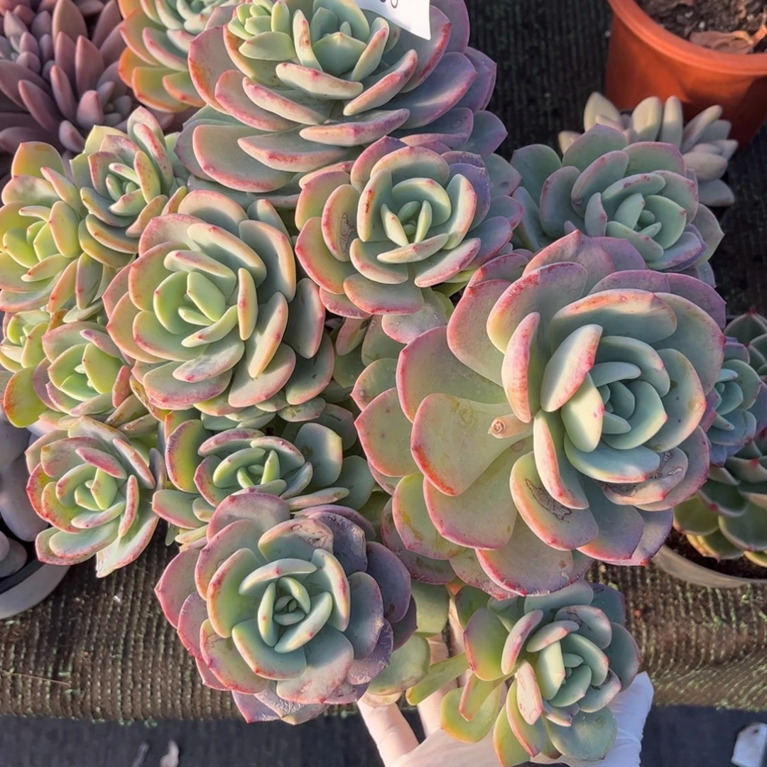 596白月光多肉植物……