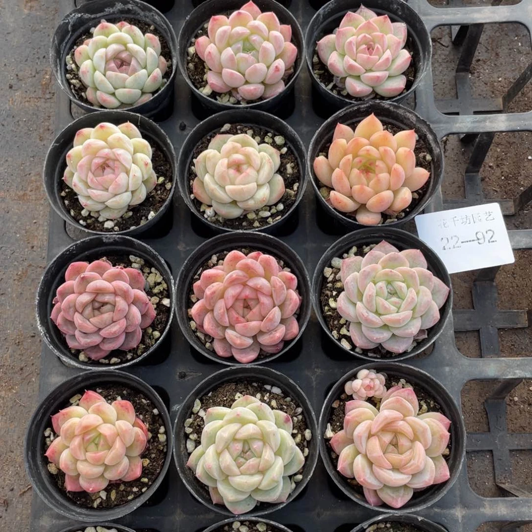 一物一拍18颗22-92