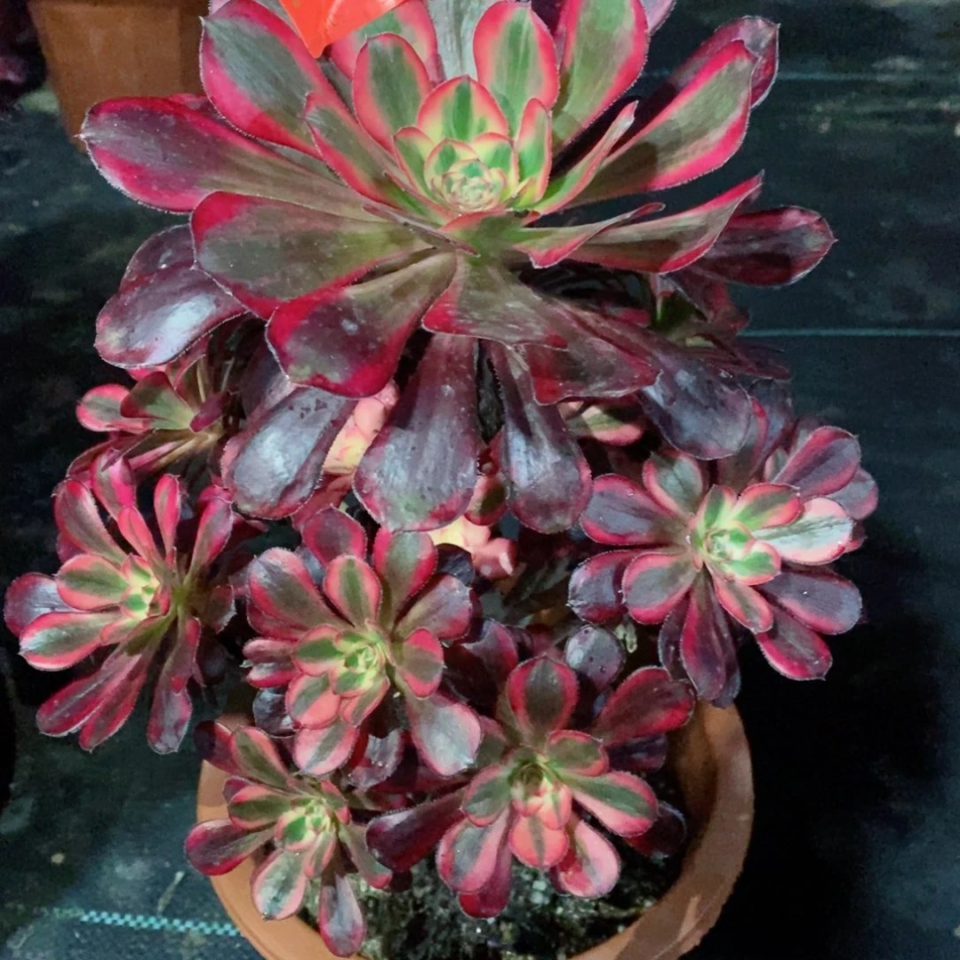 丽娜851多肉111111