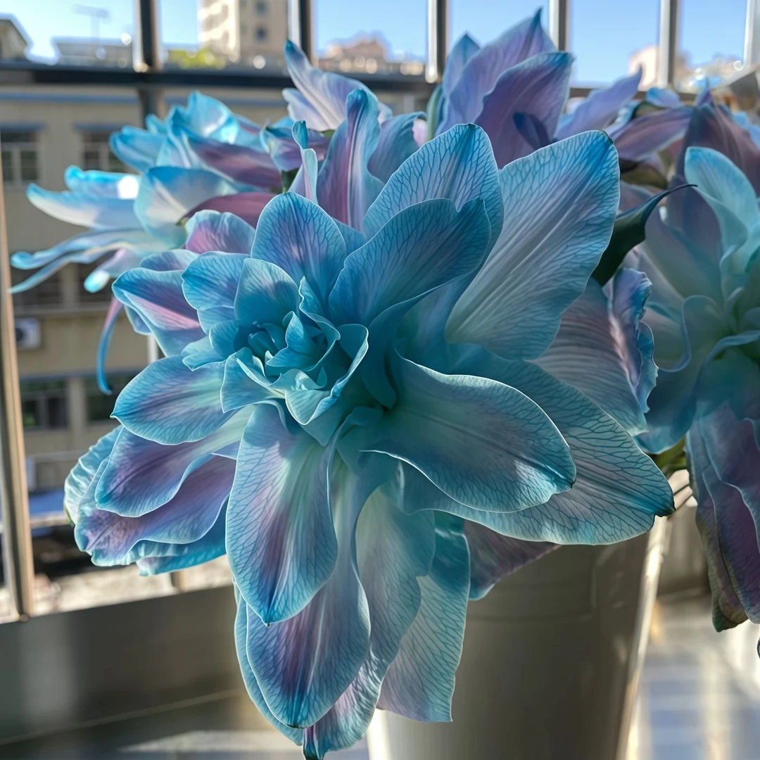 【养死包赔】星空荷兰进口百合花种球阳台浓香型庭院带根芽进口花卉