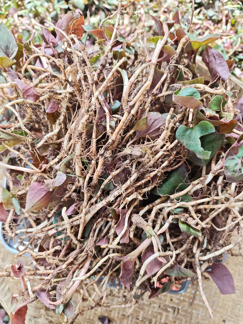 四川鱼腥草折耳根嫩根农家新鲜凉拌野菜