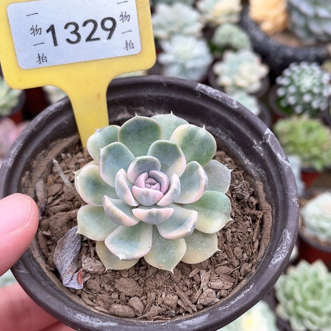◝***淡1329号多肉植物盆栽