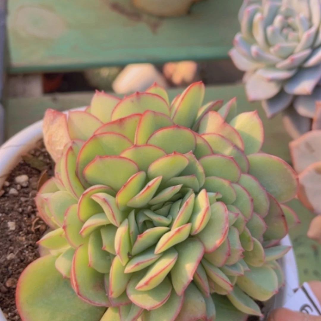 【闪购商品】牡丹亭缀13219