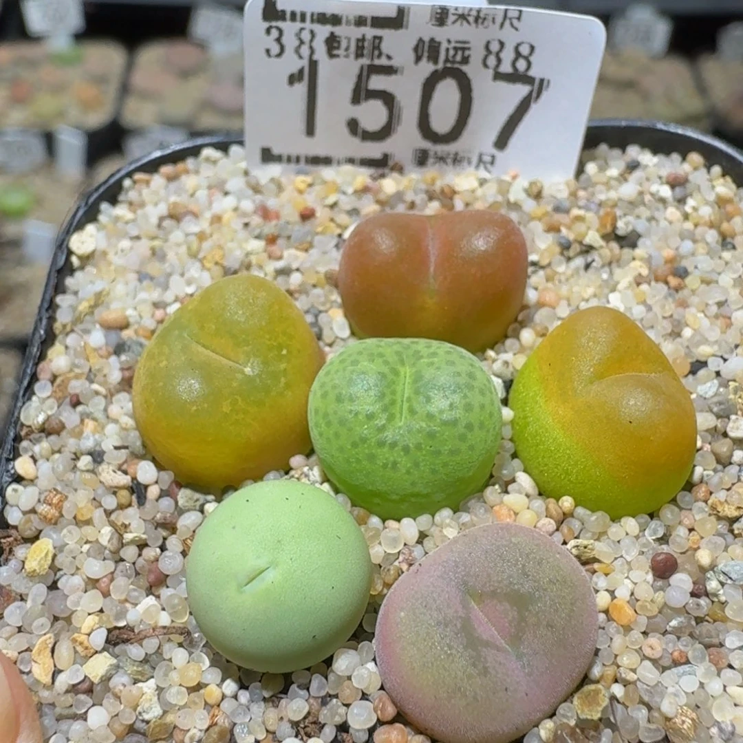 Sssss精品生石花1507