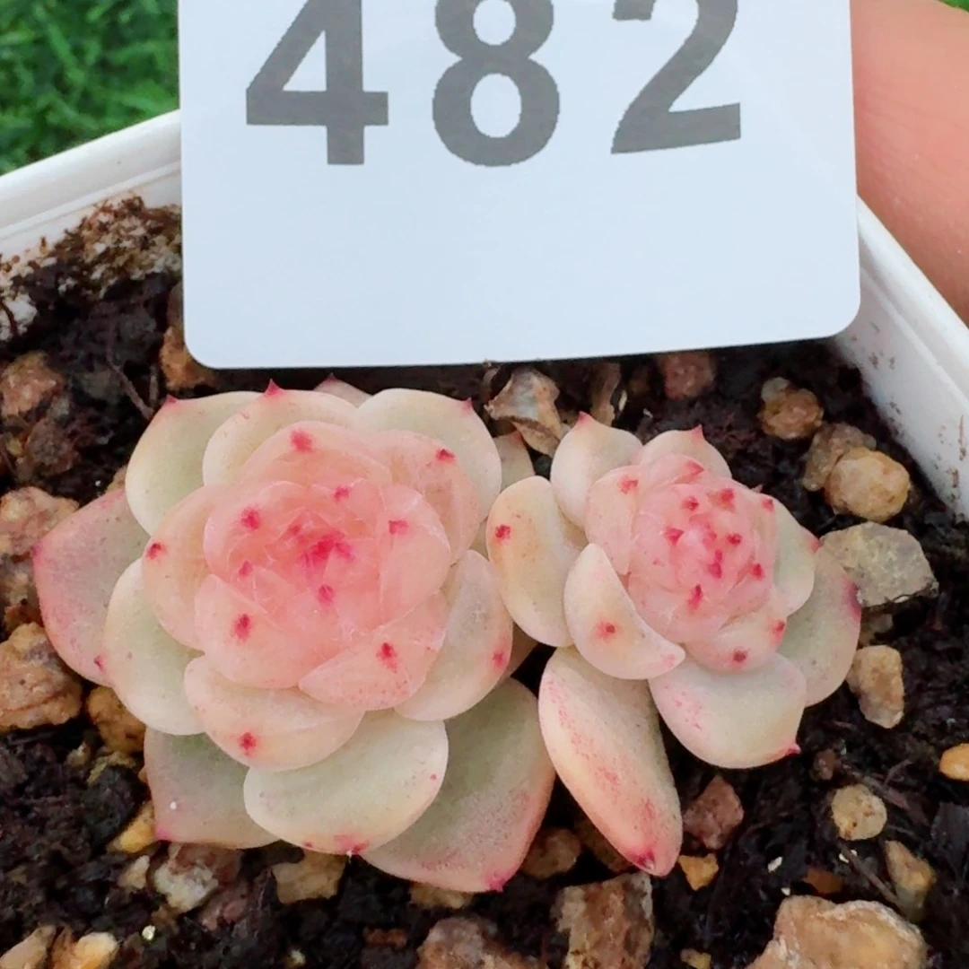 甜心双头         精品多肉