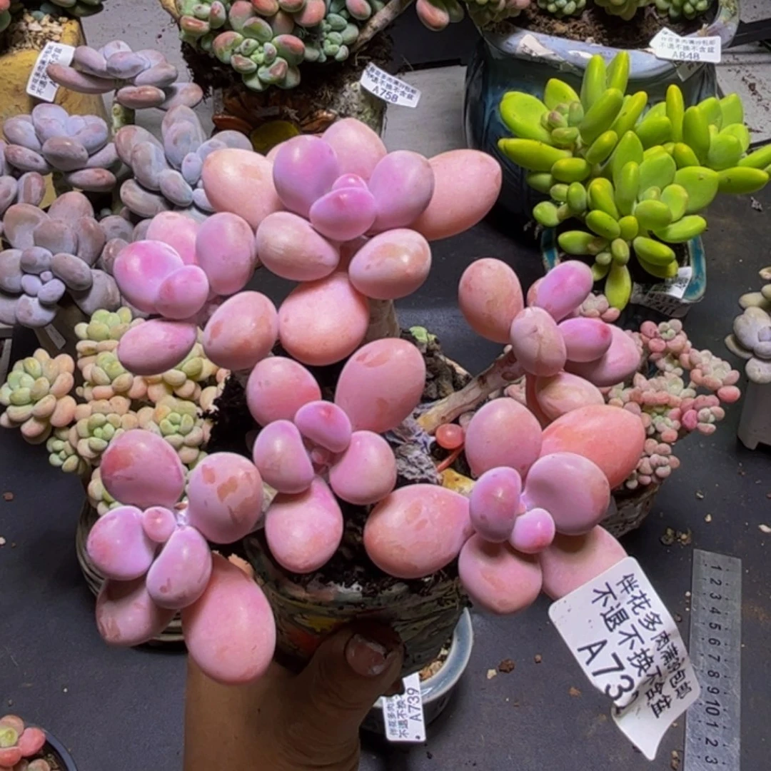 糖果桃蛋732/10cm多肉