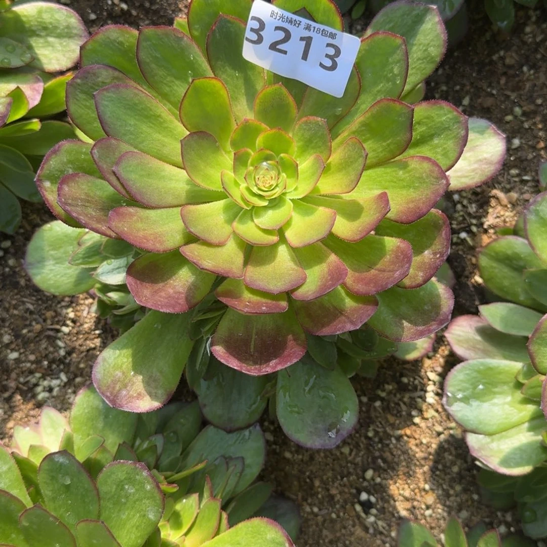 3213桃花妖多肉植物