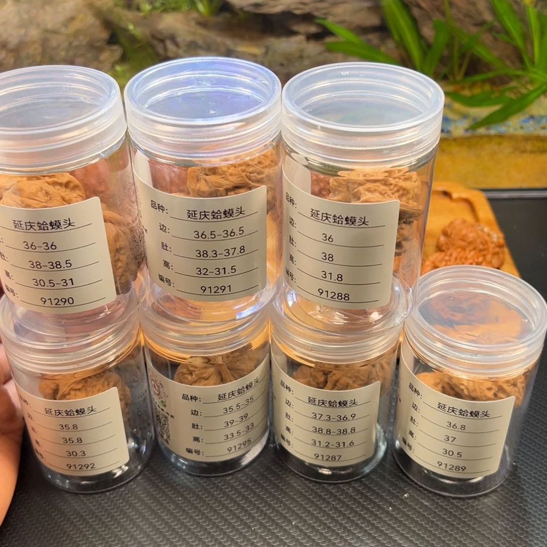 文玩核桃把件延庆蛤蟆头35-37随机发