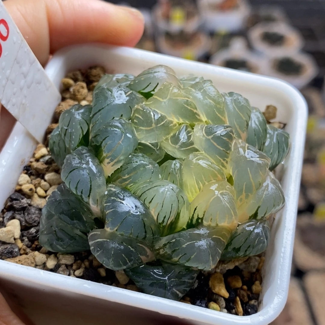 300号实生湖水糊斑