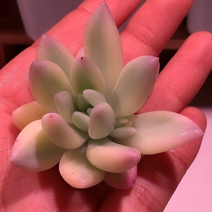 所罗门锦锦锦锦锦