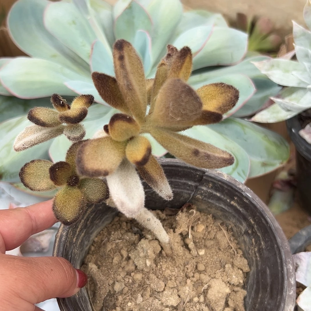 多肉植物多肉植物