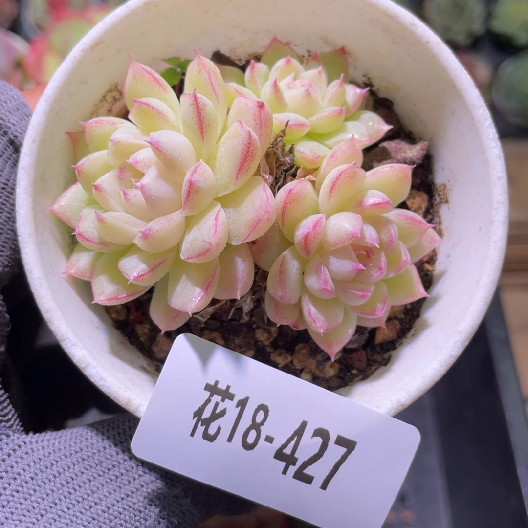 花利美18-427女王