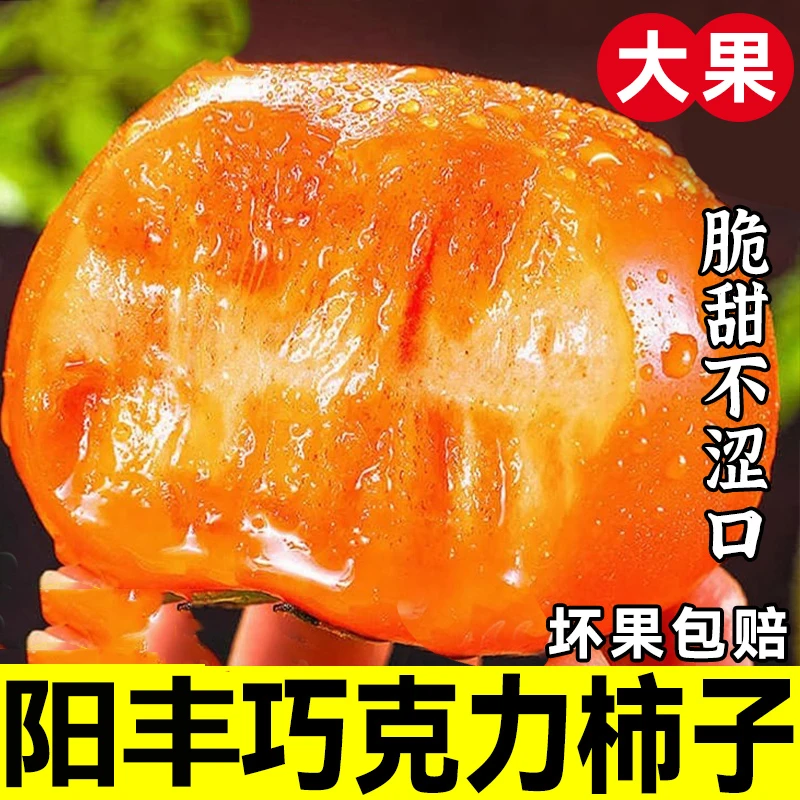 山西阳丰脆柿子脆甜巧克力柿子当季新鲜柿子硬柿子现摘现发