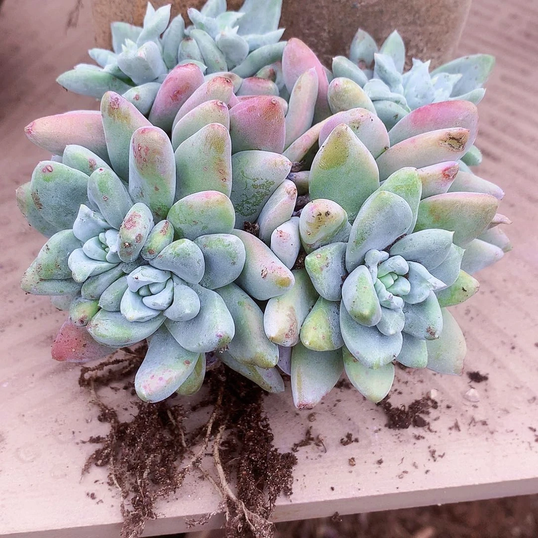 桃***~972苹果叶拇指仙女杯多肉