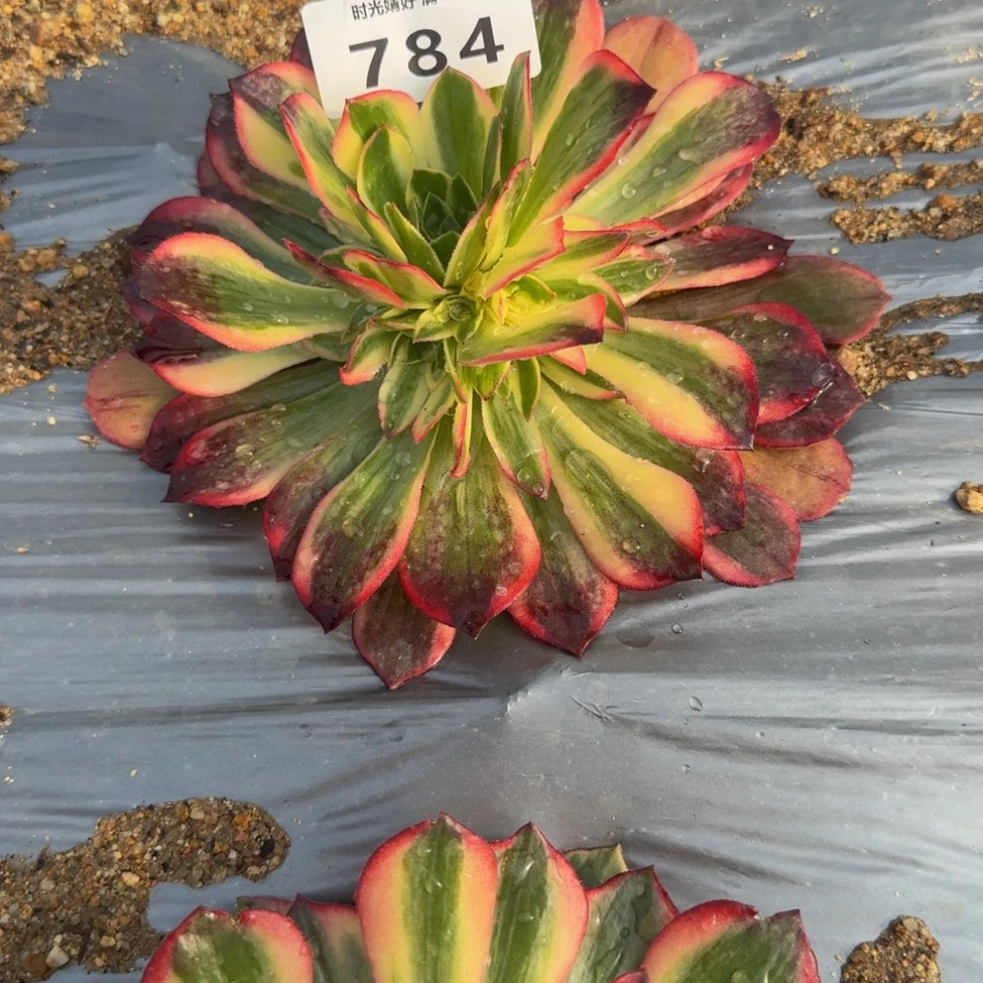 你***宝784黑魔锦到秋 多肉植物