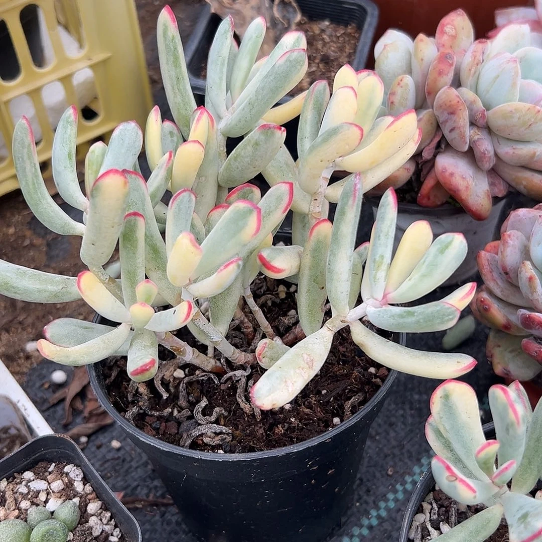 多肉植物棒叶福娘锦