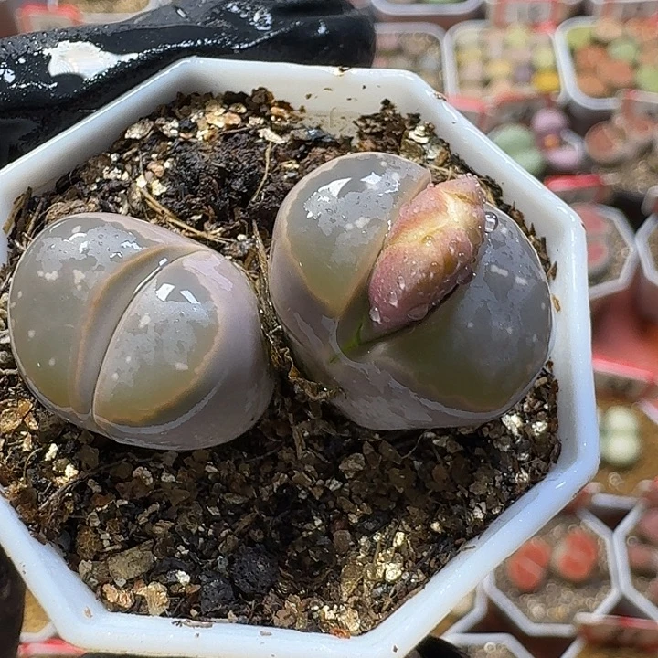 生石花3/：：：。  50号