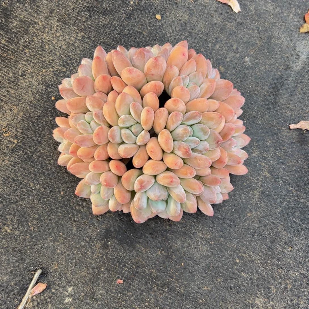 宁***鱼香水自然群多肉植物