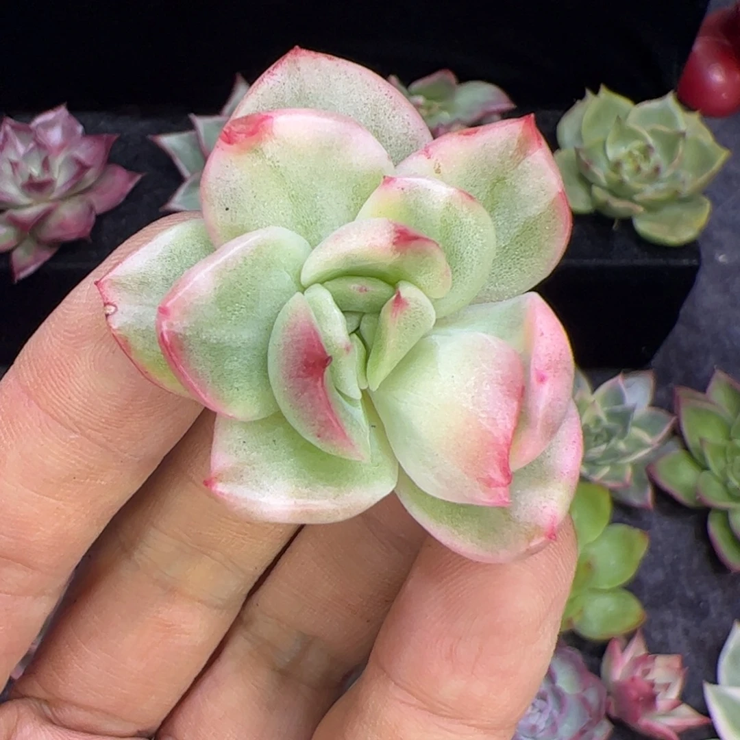 红色系东云锦，多肉植物