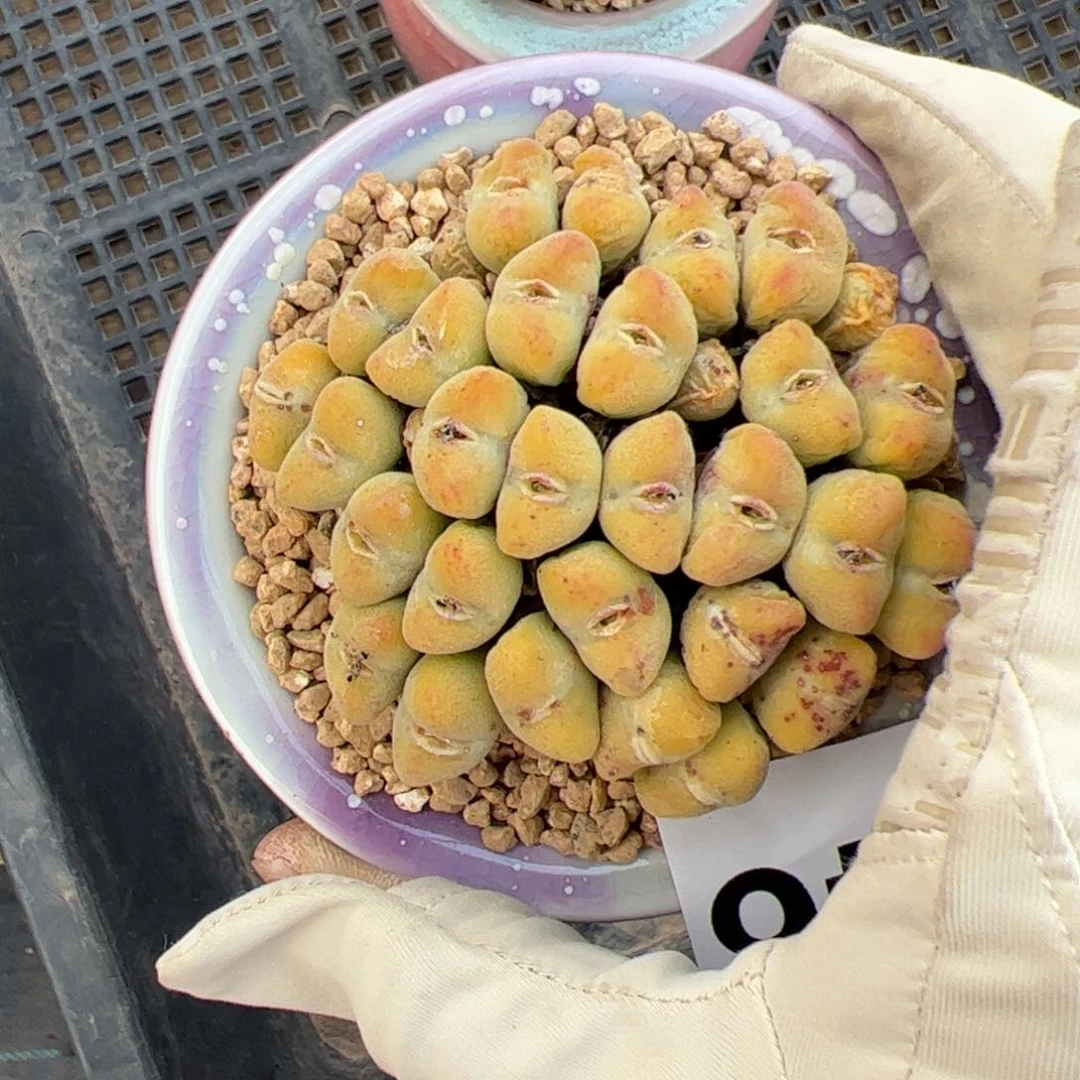 周*周546 多肉植物组合