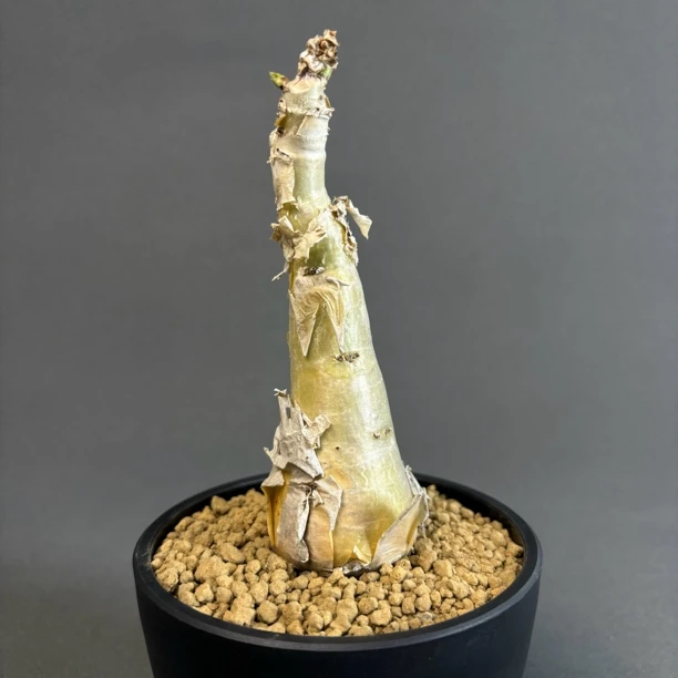 实生 祖提葡萄翁 MO-127 葡萄科 葡萄翁属 潮流块根 多肉植物