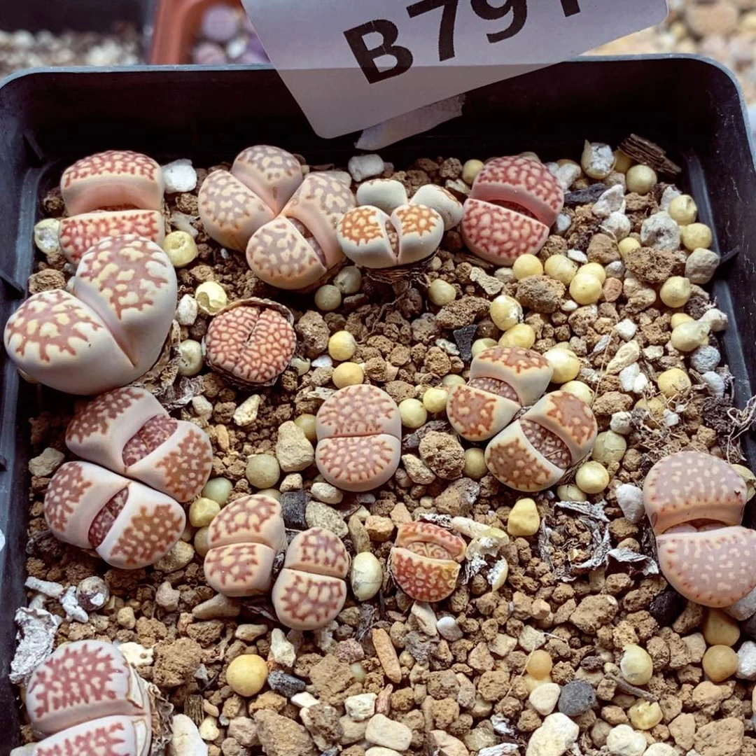 我的小姐姐们都是我791