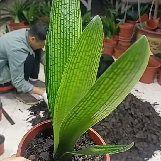 无花朵一个花，花，花