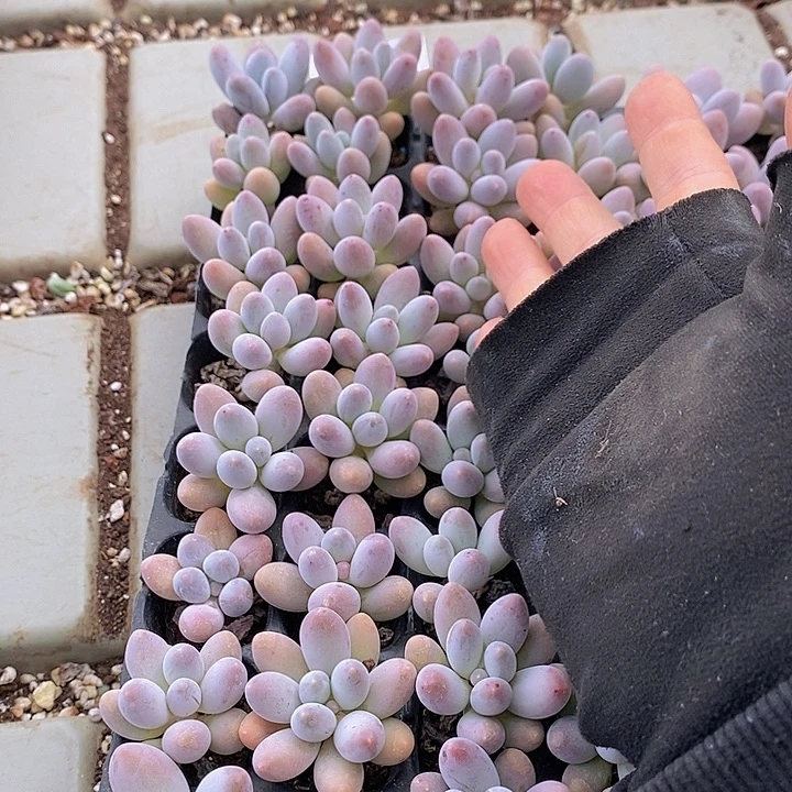 30 多肉植物盆栽花卉