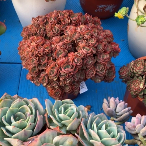 慢***?1778秀妍多肉