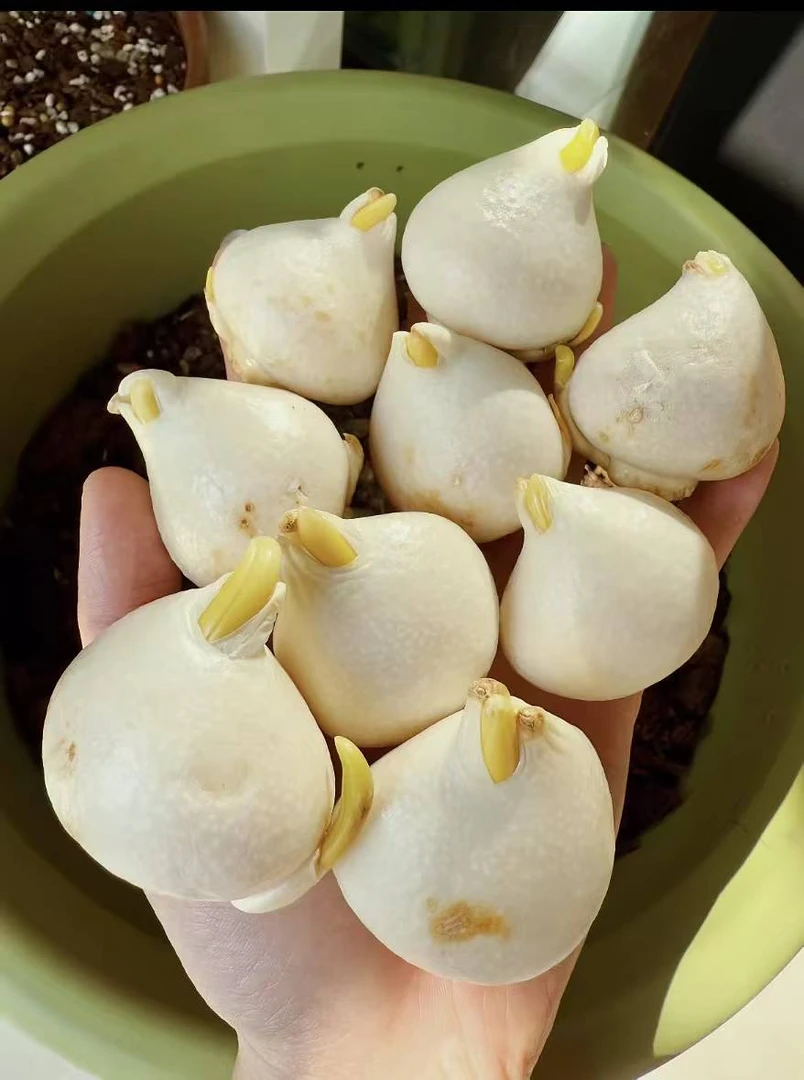 郁金香种球四季开花水培土培耐寒室内外易活盆栽花卉