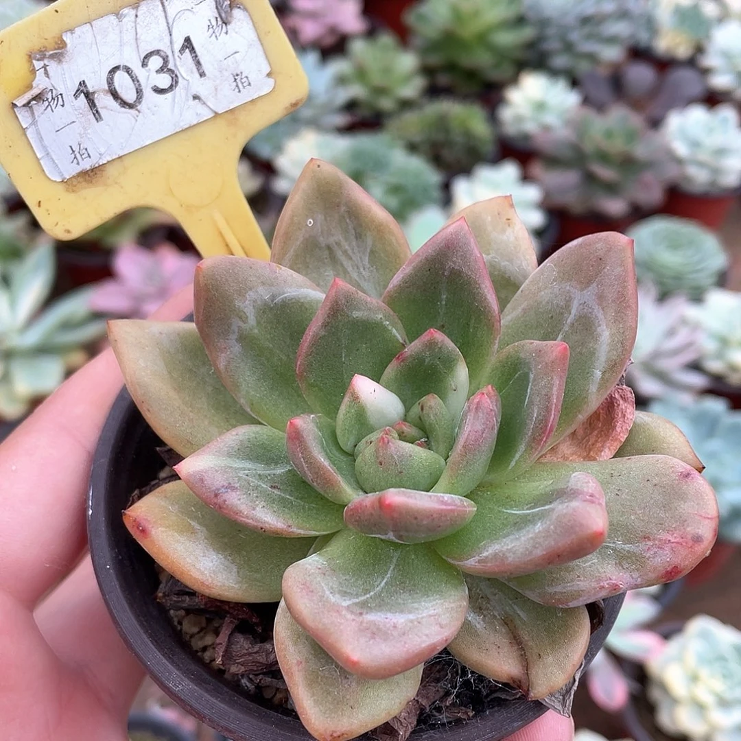 @***81031号多肉植物盆栽