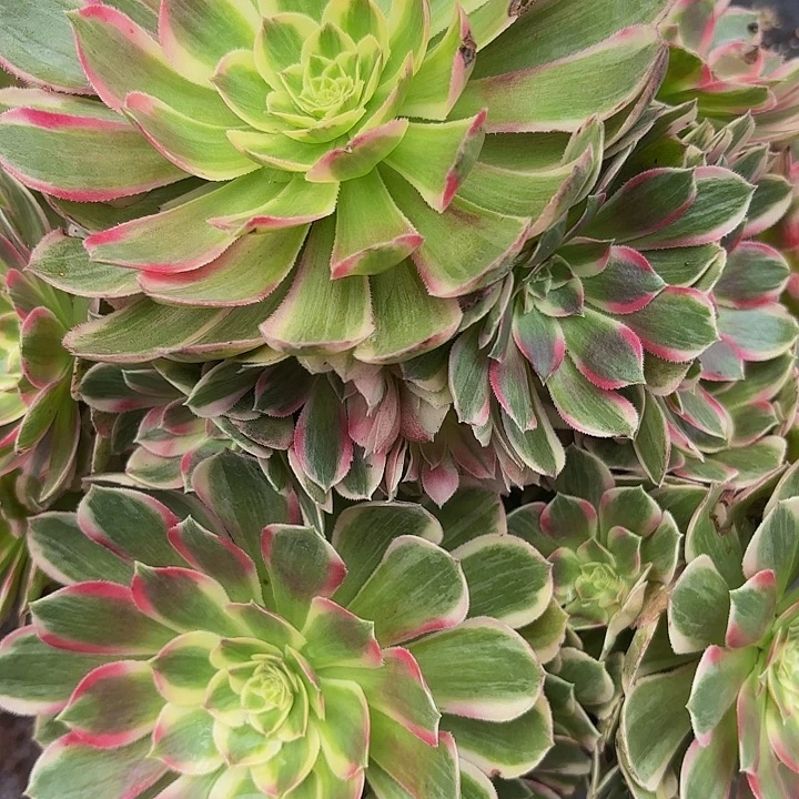 多肉植物福利来091元