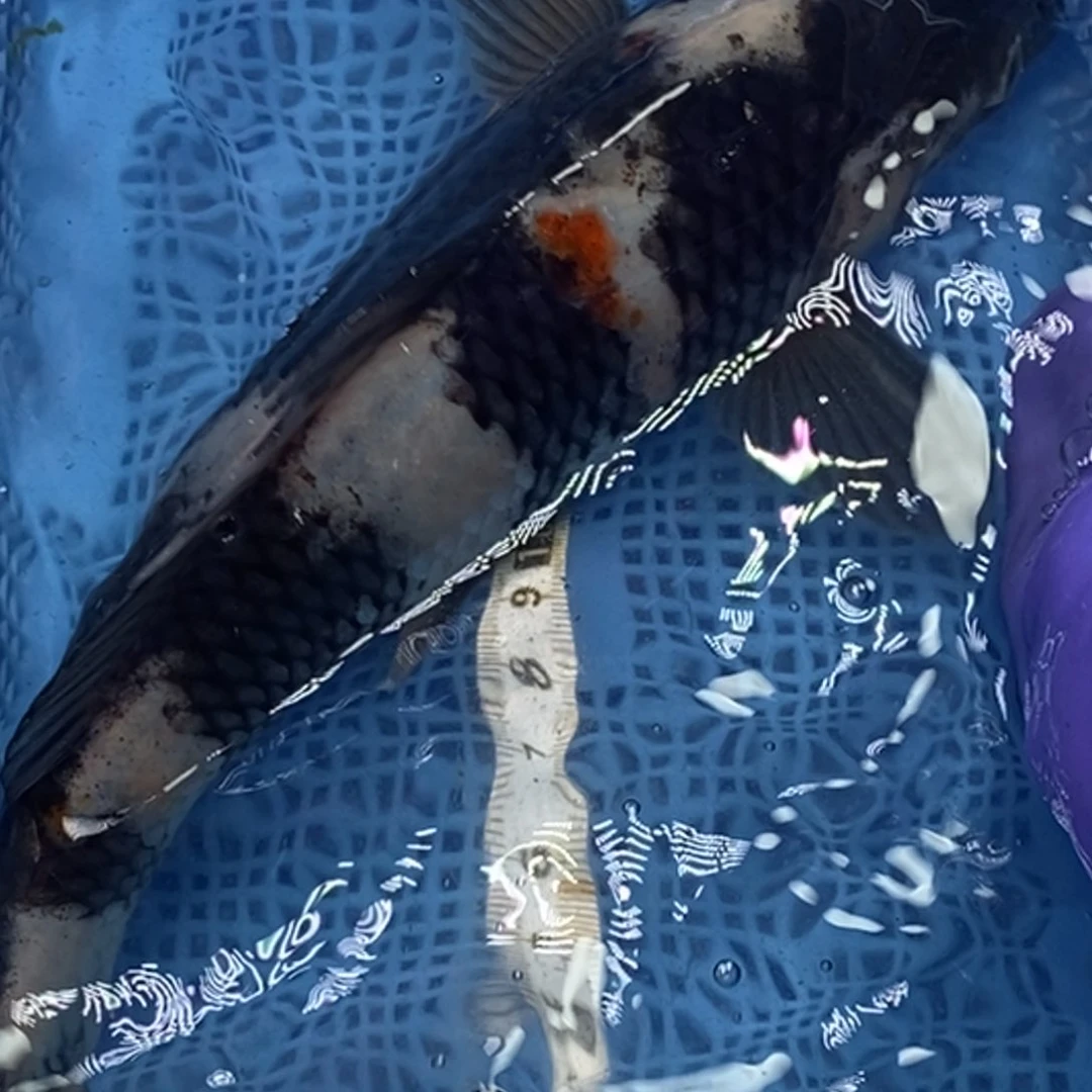 锦鲤冷水锦鲤包邮