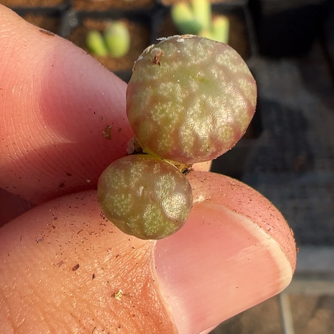 18-10送奶工杂多肉植物，