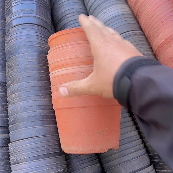 红色矮泡口径13高9发40个