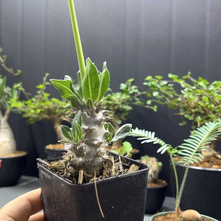 西巴女王一物一拍