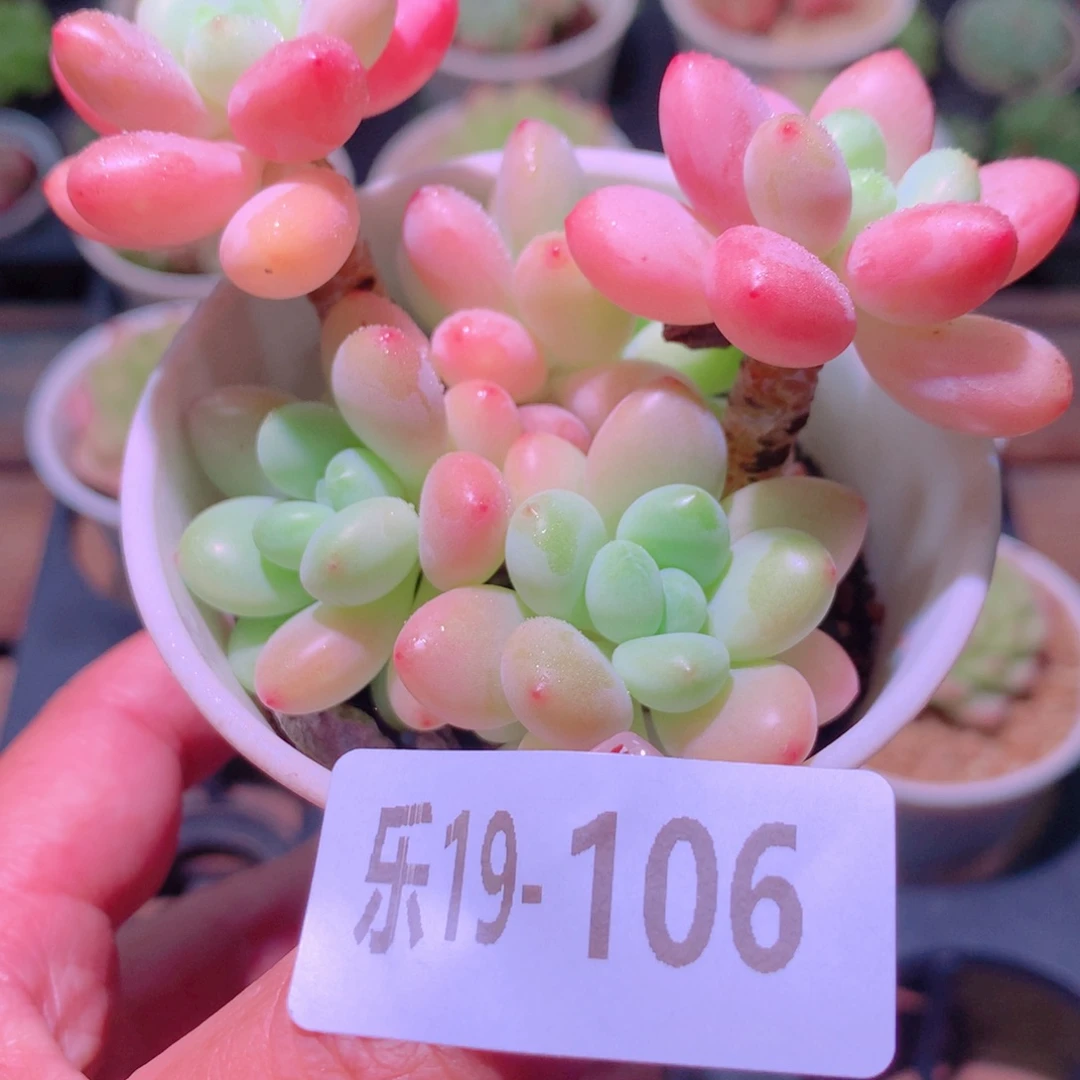 乐然19-106 洛神群